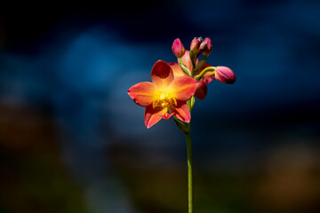 A cluster of vibrant reddish-orange orchids with bright yellow centers bloom on a thin dark stalk against a lush blurred green background.