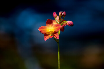 A cluster of vibrant reddish-orange orchids with bright yellow centers bloom on a thin dark stalk against a lush blurred green background.