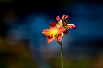 A cluster of vibrant reddish-orange orchids with bright yellow centers bloom on a thin dark stalk against a lush blurred green background.