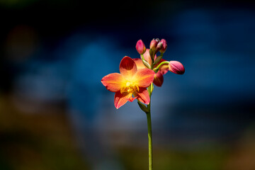 A cluster of vibrant reddish-orange orchids with bright yellow centers bloom on a thin dark stalk against a lush blurred green background.