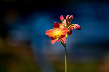 A cluster of vibrant reddish-orange orchids with bright yellow centers bloom on a thin dark stalk against a lush blurred green background.