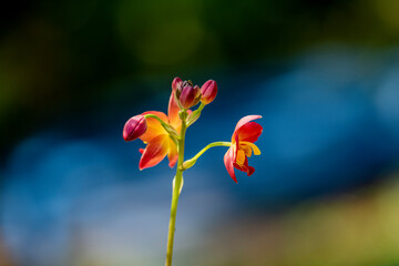 A cluster of vibrant reddish-orange orchids with bright yellow centers bloom on a thin dark stalk against a lush blurred green background.