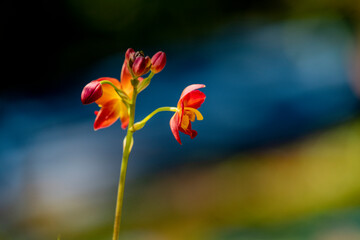 A cluster of vibrant reddish-orange orchids with bright yellow centers bloom on a thin dark stalk against a lush blurred green background.