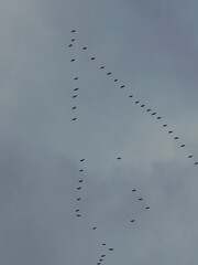 Flock of migratory birds flying in V-shaped formation against a cloudy gray sky, symbolizing teamwork, navigation, and seasonal migration in nature.
