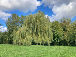 jardín parque público con sauce llorón primavera hierba verde cesped prado IMG_2848-as25