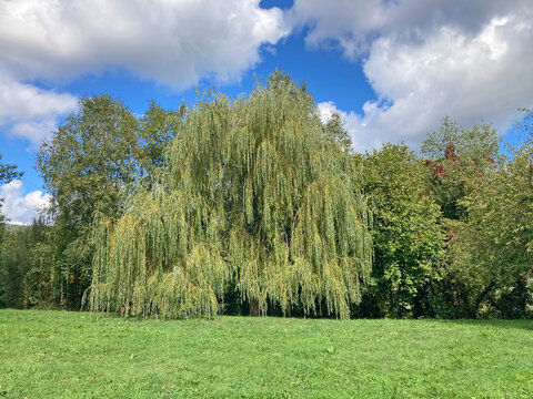 jard&iacute;n parque p&uacute;blico con sauce llor&oacute;n primavera hierba verde cesped prado IMG_2848-as25