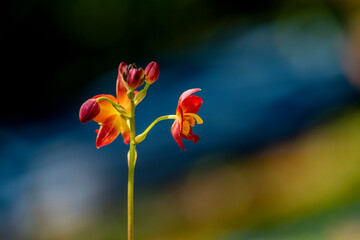 A cluster of vibrant reddish-orange orchids with bright yellow centers bloom on a thin dark stalk against a lush blurred green background.