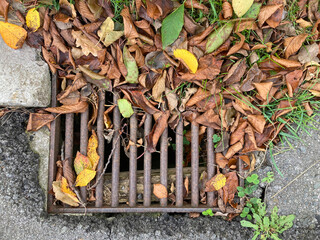 alcantarilla con hojas  tapando el desagüe otoño IMG_3465-as25