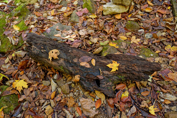 Fallen autumn leaves on a log
