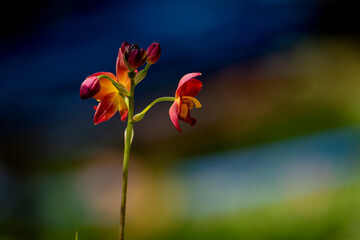A cluster of vibrant reddish-orange orchids with bright yellow centers bloom on a thin dark stalk against a lush blurred green background.