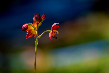 A cluster of vibrant reddish-orange orchids with bright yellow centers bloom on a thin dark stalk against a lush blurred green background.