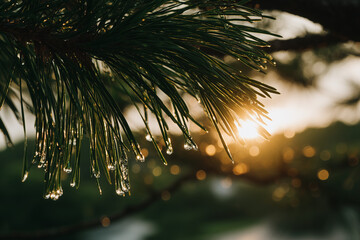 close-up photograph captures pine needles glistening with dew drops in the warm light of sunrise. Each droplet sparkles reflecting golden hues that contrast with the lush green tones of the pine