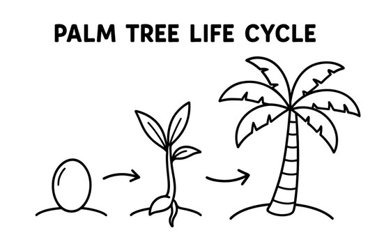 Palm Tree Growth Stages. Palm tree life cycle children?s coloring book illustration, outlined drawing, three simple stages showing a seed, sprout,