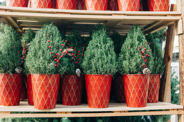 Unique holiday plant arrangements in red pots displayed at a festive market during winter season