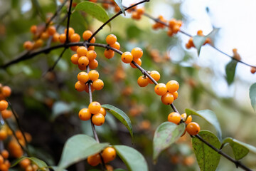 Oriental bittersweet (Celastrus orbiculatus), an invasive Asian vine, with bright orange-yellow berries; used ornamentally but also eaten by wildlife.