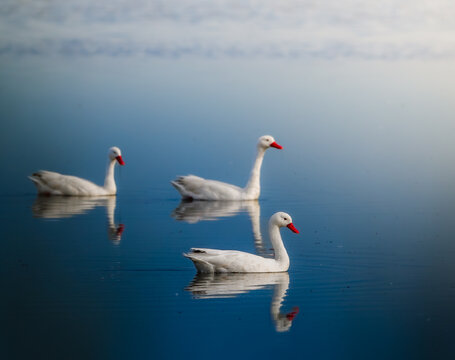 Cisnes en la laguna de Trenque Lauquen