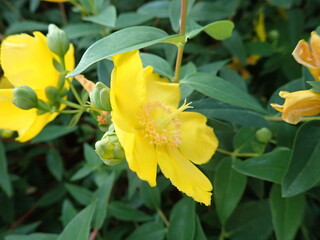 detail of a yellow flowe in blossom