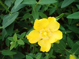 detail of a yellow flowe in blossom