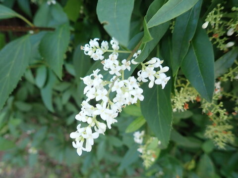 detai lof a white flower in blossom