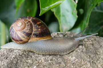 Closeup on a garden snail , Cornu aspersum gliding on a stone