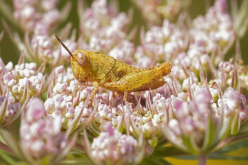 Closeup on a small green maquis grasshopper, Pezotettix giornae, on a white flower