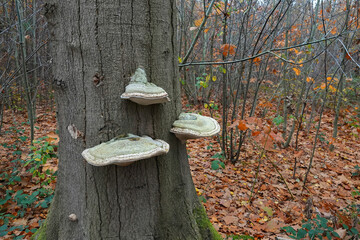 Closeup on the ,false tinder or hoof fungus mushroom, Fomes fomentarius growing on a tree-trunk