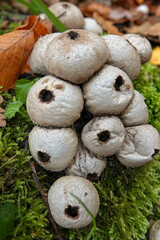 Closeup on a group of a common or warted puffball Lycoperdon perlatum on moss