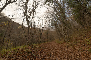 autumn in the forest