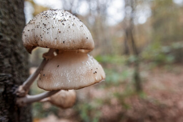Closeup on slimy white porcelain fungus mushrooms, Oudemansiella mucida emerging from a treetrunk