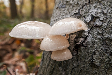 Closeup on slimy white porcelain fungus mushrooms, Oudemansiella mucida emerging from a treetrunk