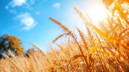 Obraz premium Golden corn stalks swaying gently in the breeze under a bright blue sky with the warm sun illuminating the vibrant field