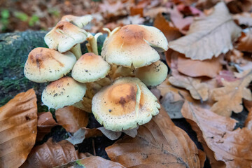 Closeup on a group of clustered woodlover or sulphur tuft mushrooms , Hypholoma fasciculare