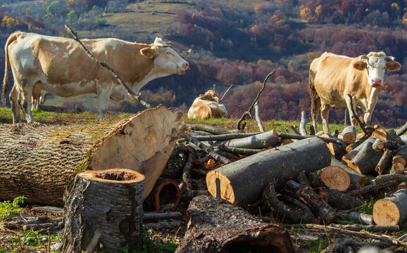 Autumn in Rasinari, Sibiu Romania