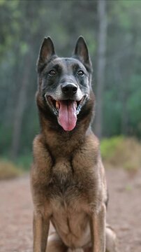 Slow motion portrait of Belgian Malinois looking at camera, vertical video