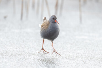 Waterrail (Rallus aquaticus)