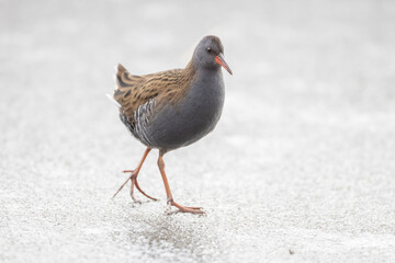 Waterrail (Rallus aquaticus)