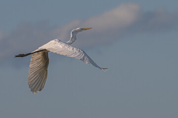 Great egret in flight against a blue sky with clouds.