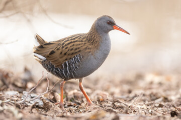 Waterrail (Rallus aquaticus)