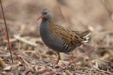 Waterrail (Rallus aquaticus)