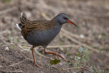 Waterrail (Rallus aquaticus)