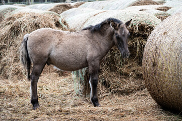 A Polish horse grazing in a forest in a herd. Selective focus.