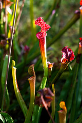 Carnivorous flower growing in the garden in summer, selective focus.