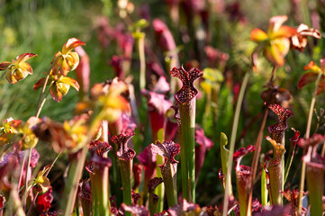 Carnivorous flower growing in the garden in summer, selective focus.