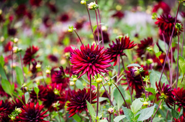 Red pigmy dahlia blooming in the garden, selective focus.