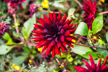 Red pigmy dahlia blooming in the garden, selective focus.