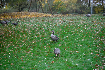 Graylag Goose walking around in Hamburg Park. Foggy Weather. Planten un Blomen. Hamburg, Germany.
