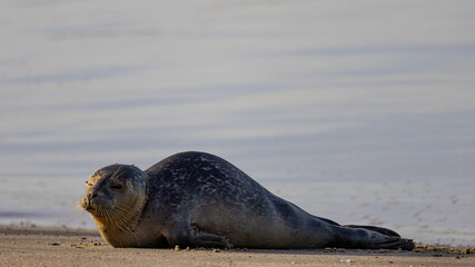 Ein sonniger Herbsttag im Nordseeheilbad Dangast mit Seehund