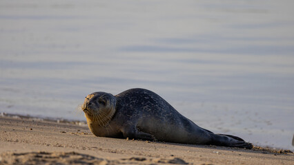 Ein sonniger Herbsttag im Nordseeheilbad Dangast mit Seehund
