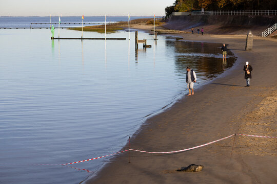Ein sonniger Herbsttag im Nordseeheilbad Dangast mit Seehund