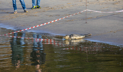 Ein sonniger Herbsttag im Nordseeheilbad Dangast mit Seehund